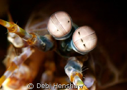 Close up of a Peacock Mantis Shrimp by Debi Henshaw 